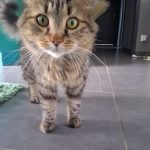 Mistybulle   Chat de gouttière (Commun) Mâle stérilisé - Garde d'animaux à domicile