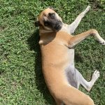 Daïko   Croisé Femelle - Garde d'animaux à domicile