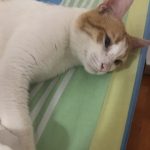 Rico   European Shorthair (Européen) Mâle - Garde d'animaux à domicile