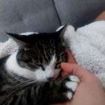 Filou   Chat de gouttière (Commun) Mâle stérilisé - Garde d'animaux à domicile