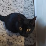 MILA   Chat de gouttière (Commun) Femelle - Garde d'animaux à domicile