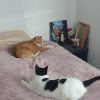 Images de profil de Amandine - Blooming Pets - Petsitting et garde d'animaux à domicile