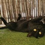 Perle Perle European Shorthair (Européen) Femelle - Garde d'animaux à domicile