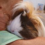 Rey Rey Péruvien Femelle - Garde d'animaux à domicile
