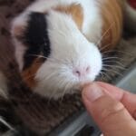 Leia Leia Abyssinien (Rosette) Femelle - Garde d'animaux Ă domicile