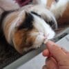 Images de profil de Delphine - Blooming Pets - Petsitting et garde d'animaux à domicile