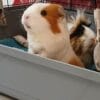 Images de profil de Delphine - Blooming Pets - Petsitting et garde d'animaux à domicile