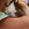 Images de profil de Delphine - Blooming Pets - Petsitting et garde d'animaux à domicile