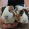 Images de profil de Delphine - Blooming Pets - Petsitting et garde d'animaux à domicile