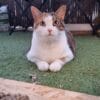 Images de profil de Delphine - Blooming Pets - Petsitting et garde d'animaux à domicile