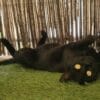 Images de profil de Delphine - Blooming Pets - Petsitting et garde d'animaux à domicile