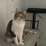 Saona   European Shorthair (Européen) Femelle - Garde d'animaux à domicile