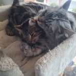 Uston   European Shorthair (Européen) Mâle stérilisé - Garde d'animaux à domicile