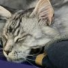 Images de profil de Angelique - Blooming Pets - Petsitting et garde d'animaux à domicile