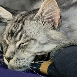 Images de profil de Angelique - Blooming Pets - Petsitting et garde d'animaux à domicile