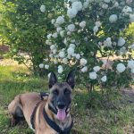 Maïko   Berger Belge Malinois Mâle - Garde d'animaux à domicile