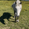Images de profil de Céline - Blooming Pets - Petsitting et garde d'animaux à domicile