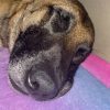 Images de profil de Céline - Blooming Pets - Petsitting et garde d'animaux à domicile