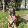 Images de profil de Céline - Blooming Pets - Petsitting et garde d'animaux à domicile