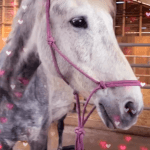 Image de profil de Céline - Blooming Pets - Petsitting et garde d'animaux à domicile
