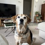 Iowa   Croisé Femelle - Garde d'animaux à domicile