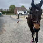 Calysse   Selle Français Femelle - Garde d'animaux à domicile