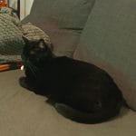 Trinity   Chat de gouttière (Commun) Femelle - Garde d'animaux à domicile