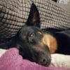 Images de profil de Laura - Blooming Pets - Petsitting et garde d'animaux à domicile