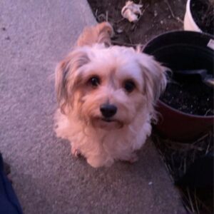 Image de profil de Myriam - Blooming Pets - Petsitting et garde d'animaux à domicile
