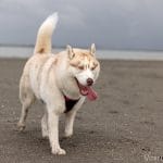 Elon   Husky de Sibérie Mâle stérilisé - Garde d'animaux à domicile