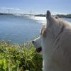 Images de profil de Glenn - Blooming Pets - Petsitting et garde d'animaux à domicile