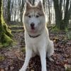 Images de profil de Glenn - Blooming Pets - Petsitting et garde d'animaux à domicile