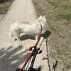 Images de profil de Glenn - Blooming Pets - Petsitting et garde d'animaux à domicile