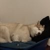 Images de profil de Glenn - Blooming Pets - Petsitting et garde d'animaux à domicile