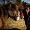 Images de profil de Maëlle - Blooming Pets - Petsitting et garde d'animaux à domicile