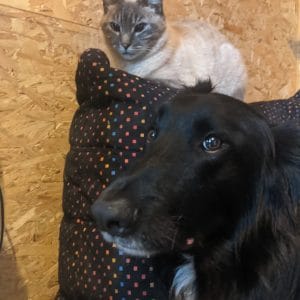 Images de profil de STELLA - Blooming Pets - Petsitting et garde d'animaux Ă domicile