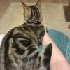 Images de profil de Rivkah - Blooming Pets - Petsitting et garde d'animaux à domicile