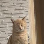 Pompom   European Shorthair (Européen) Mâle - Garde d'animaux à domicile