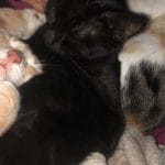 Mystic   European Shorthair (Européen) Mâle - Garde d'animaux à domicile