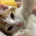Milkshake   European Shorthair (Européen) Mâle - Garde d'animaux à domicile