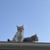 Images de profil de Katell - Blooming Pets - Petsitting et garde d'animaux à domicile