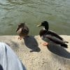 Images de profil de Katell - Blooming Pets - Petsitting et garde d'animaux à domicile