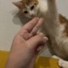 Images de profil de Katell - Blooming Pets - Petsitting et garde d'animaux à domicile