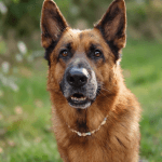 Dailko   Berger Allemand Mâle - Garde d'animaux à domicile