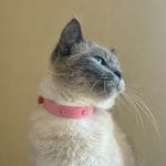 Kiara   European Shorthair (Européen) Femelle - Garde d'animaux à domicile