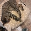 Images de profil de Shalva - Blooming Pets - Petsitting et garde d'animaux à domicile