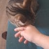 Images de profil de Shalva - Blooming Pets - Petsitting et garde d'animaux à domicile