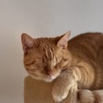 Achille   European Shorthair (Européen) Mâle stérilisé - Garde d'animaux à domicile
