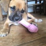 Bella   Boxer Femelle - Garde d'animaux à domicile