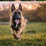Flash   Berger Belge Malinois Mâle - Garde d'animaux à domicile